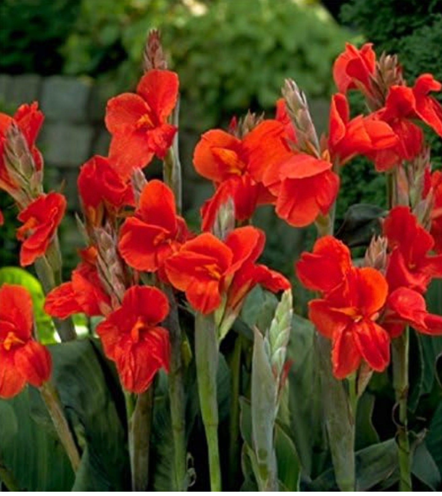 King Canna Lily Bulb King Red Tropical Giant Plant 8-12 King Canna Lily Bulb King Red Tropical Giant Plant 8-12