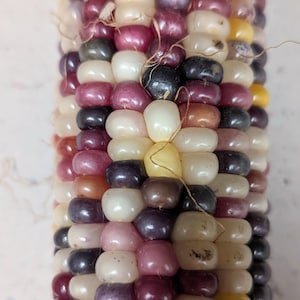 Multi colored glass gem corn SEEDS. Ornamental corn. Indian corn