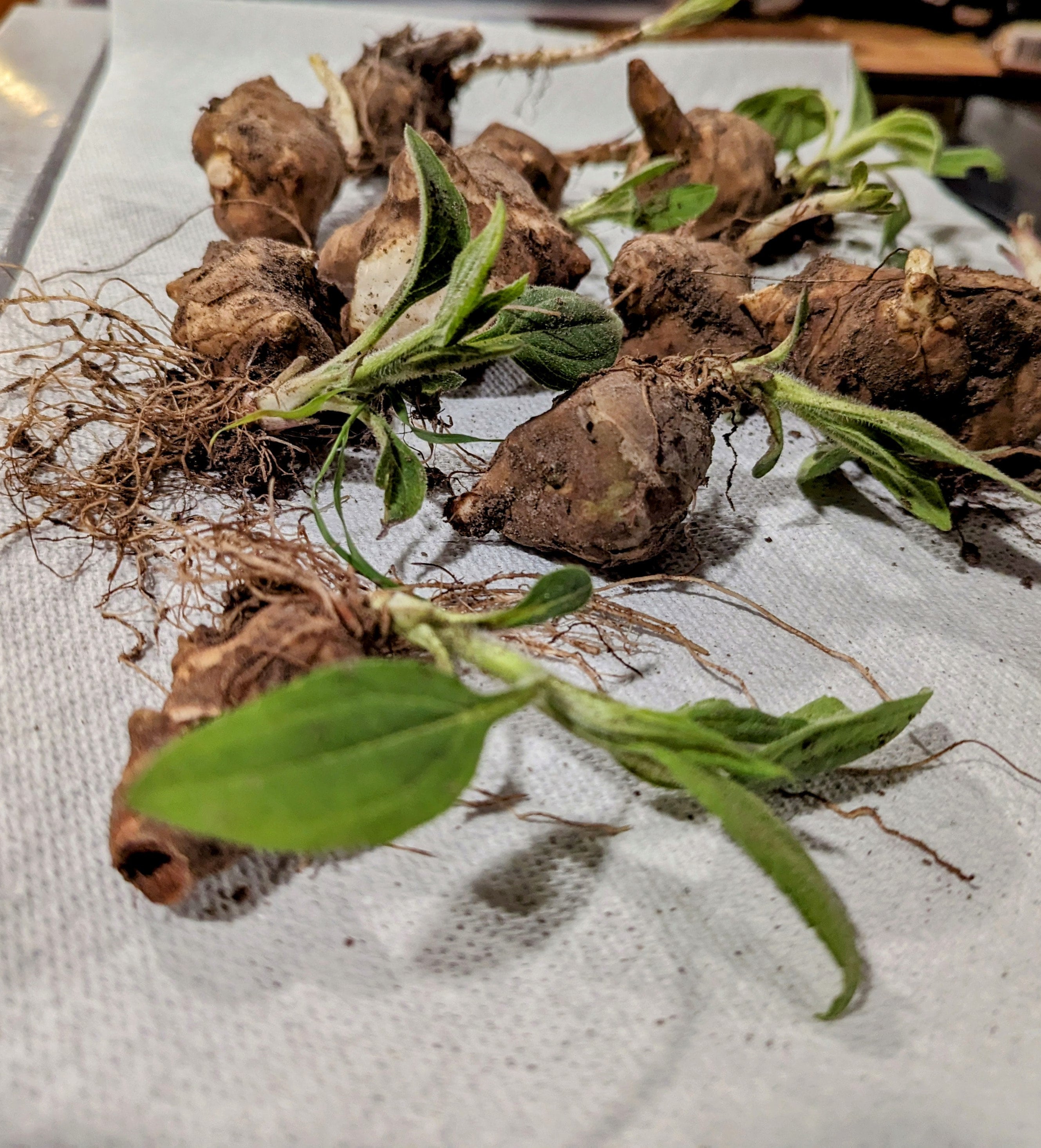 DONE UNTIL Late FALL**** Jerusalem artichoke, Sunchoke tubers, Helianthus tuberosus