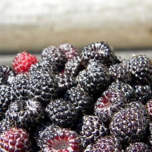 5 black raspberry cuttings from live plants, Rubus occidentalis. Grow your own black raspberries. Bountiful harvest, make