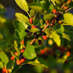 5 Mulberry cuttings from a live plant. Mulberry cuttings bundle, stick them in the ground and have your own natural, orga