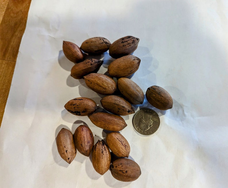 Pecan Nut Seed. Cold Hardy Pecan Carya Illinoinensis. Start a Food