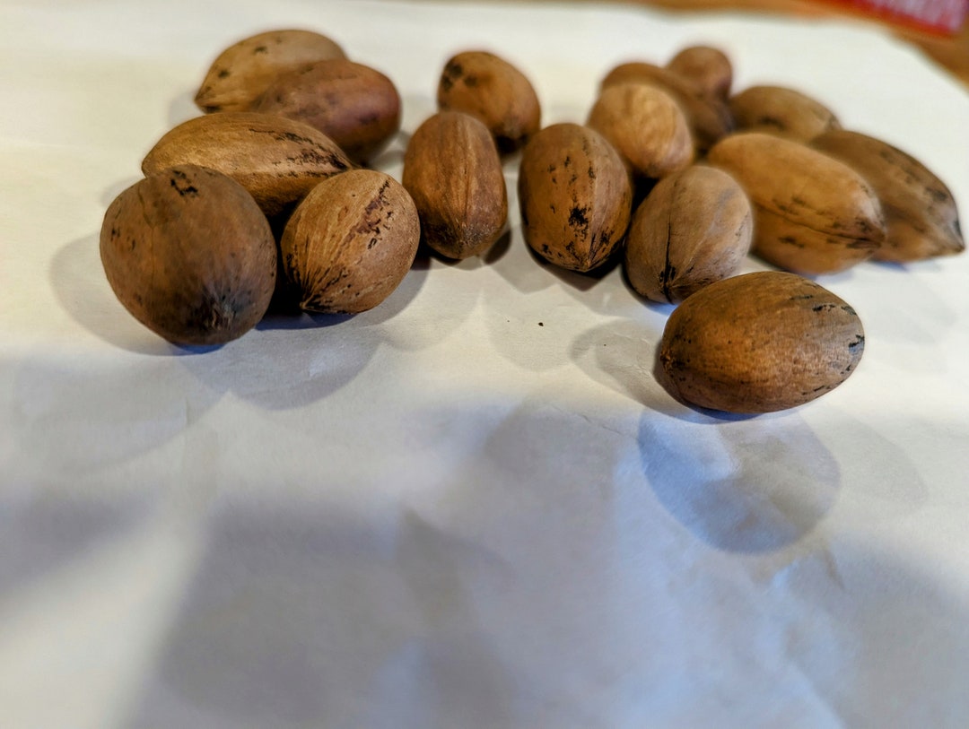 Pecan Nut Seed. Cold Hardy Pecan Carya Illinoinensis. Start a Food