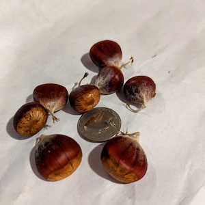 Extremely rare American Chestnut tree seeds (Castanea Dentata) Certified by Michigan State University and the American Chestnut Foundation.
