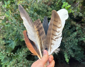 JustFeathers: Real Feathers For Hats Earrings Authentic Crafts Supplies - Natural Cruelty Free Rare Bird Feather
