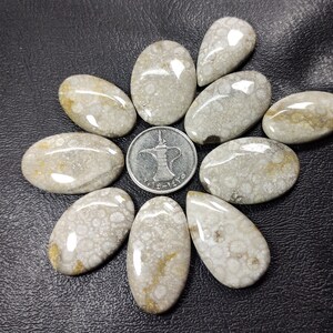Top Grade Quality 100% Natural   Fossil Coral 10pc Lot Oval & Radiant -Shape Cabochon Loose Gemstone  Making Jewelry 325Ct  35MM TO 30MM