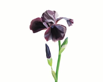 Lila Iris