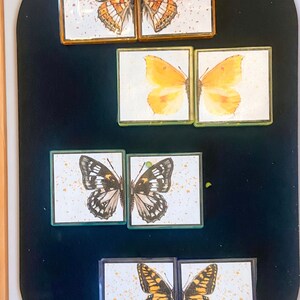May include: Four sets of butterfly images, each set containing two images of the same butterfly. The butterflies are framed in a light brown wood frame with a black background. The butterflies are all different colors and patterns.