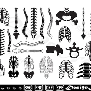 Anatomy svg, Anatomy Spine svg, Spine  svg, Cut file for silhouette, eps, dxf, png, clipart, Design