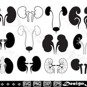 kidney svg, clipart, fichiers coupés pour silhouette, vecteur, dxf, eps, png, Design