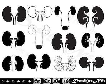 kidney svg, Clipart, Cut Files for Silhouette, Vector, dxf, eps, png, Design