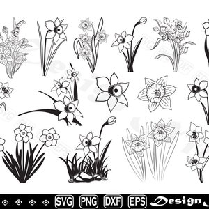 Narcissus svg, Narcissus Daffodil Flower svg, Narcissus Daffodil svg, Flower svg, Cut file for silhouette, eps, dxf, png, clipart, Design