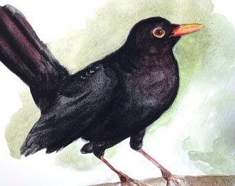 Male Blackbird Watercolour print - animal - illustration - bird - home decor - wall art - gift - Wildlife