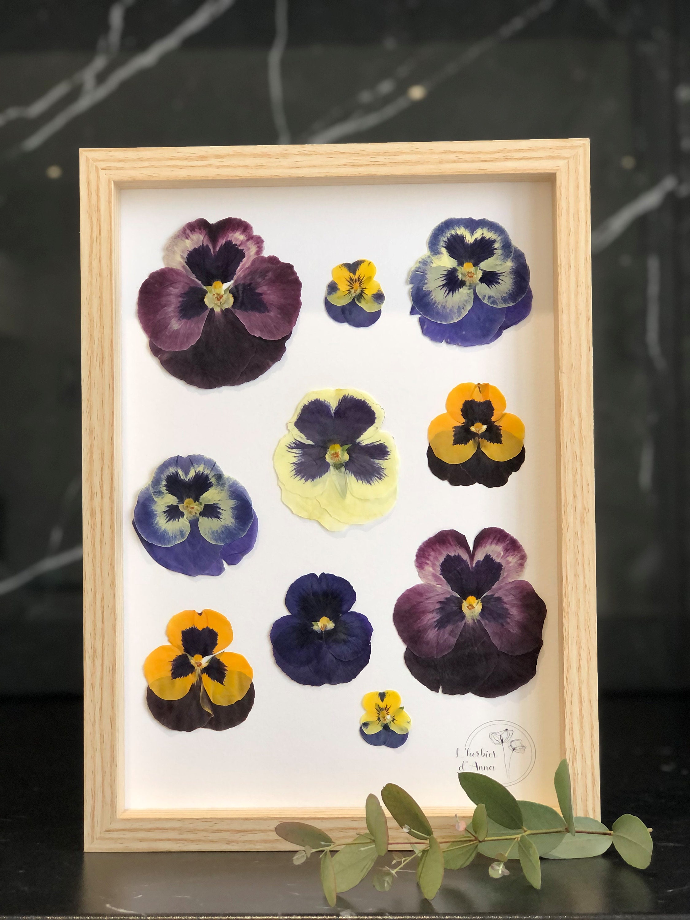 Herbier Fleurs Séchées et Pressée