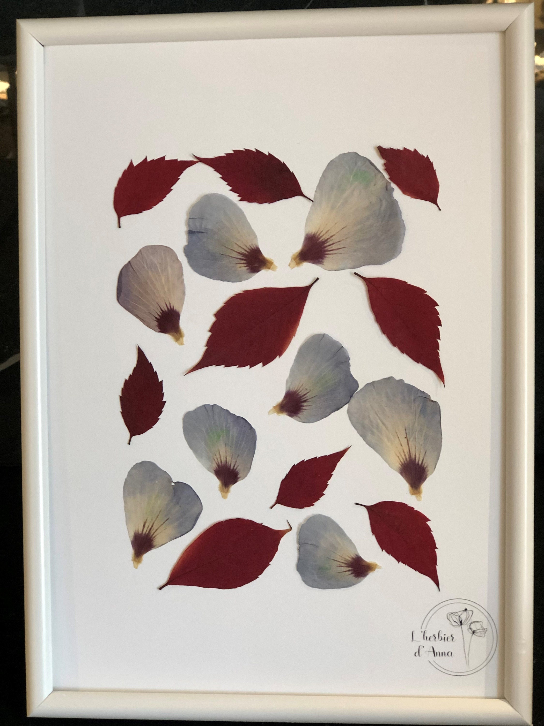 Herbier Fleurs Séchées et Pressée