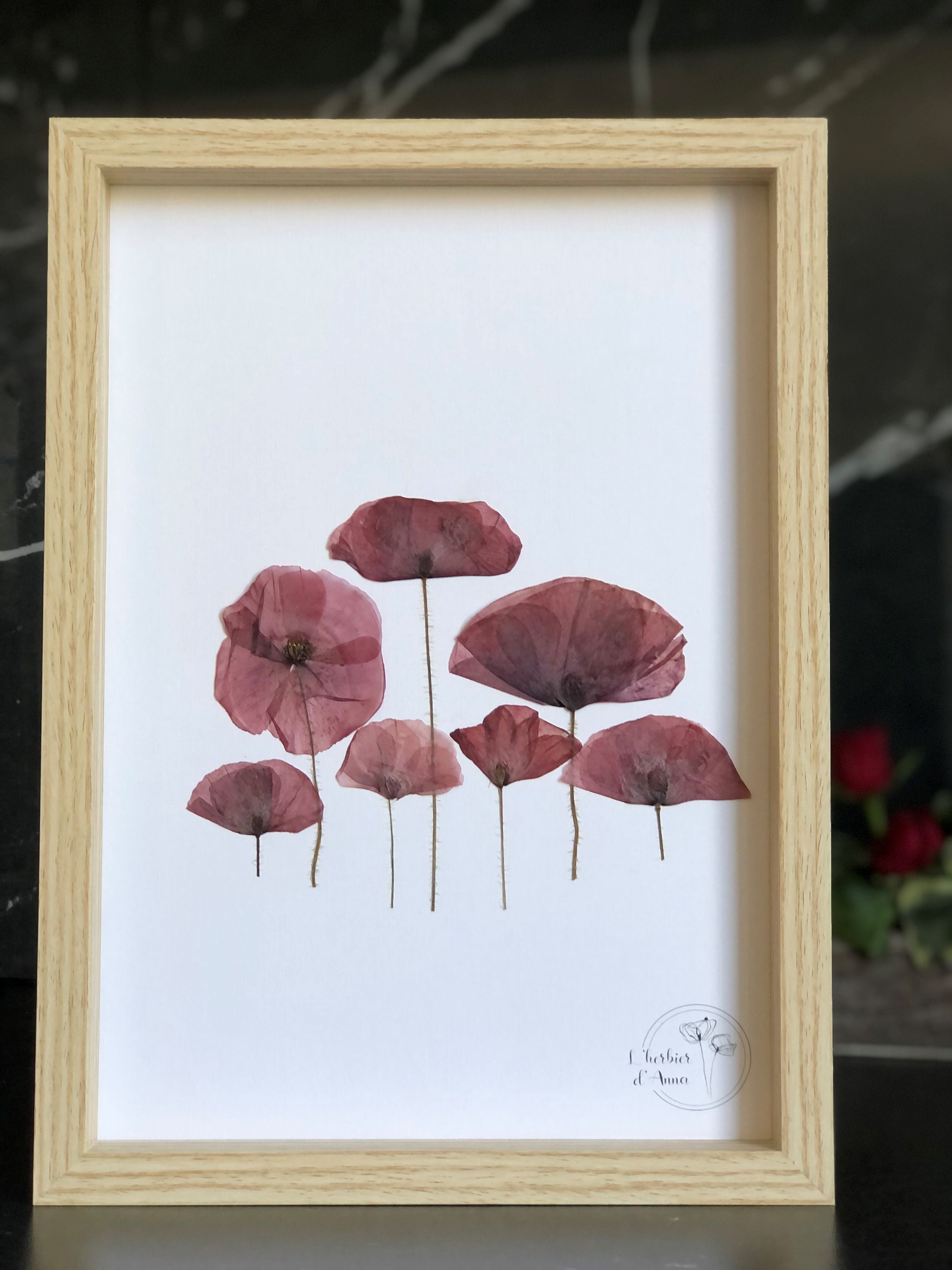 Herbier Fleurs Séchées et Pressée Les Coquelicots