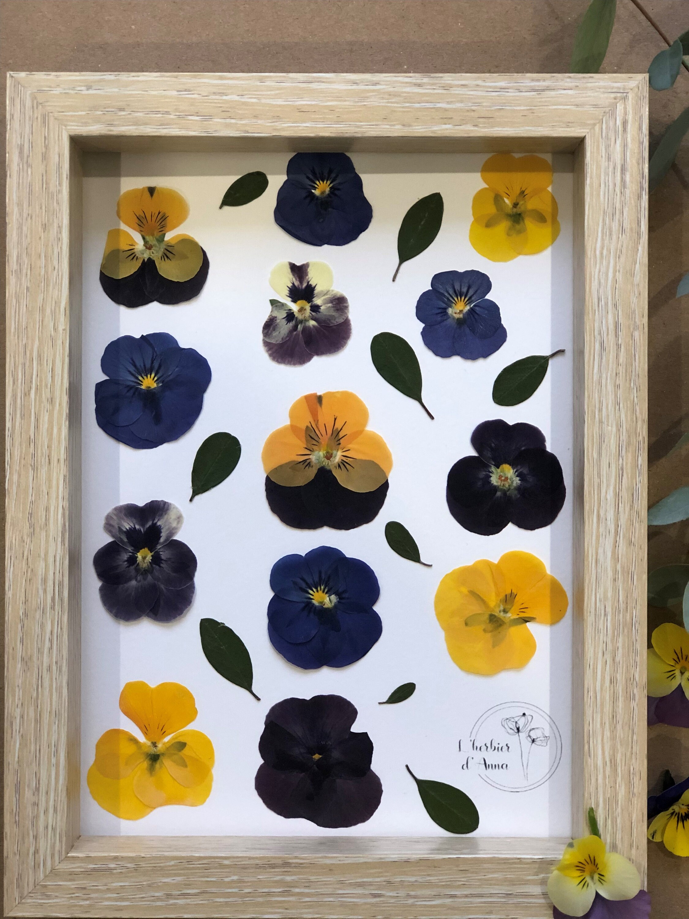 Herbier Fleurs Séchées et Pressée
