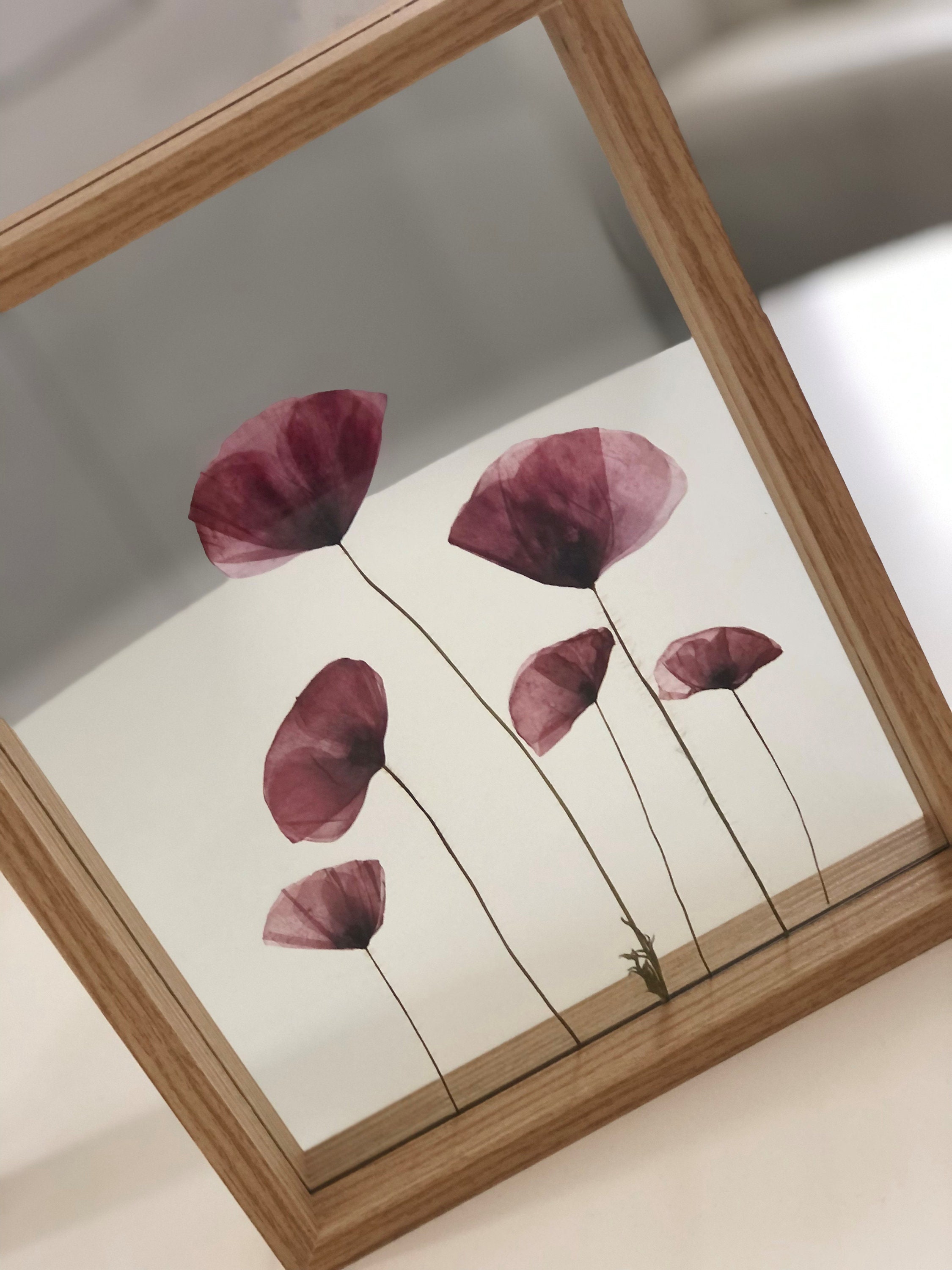 Herbier Fleurs Séchées et Pressée , Les Coquelicots