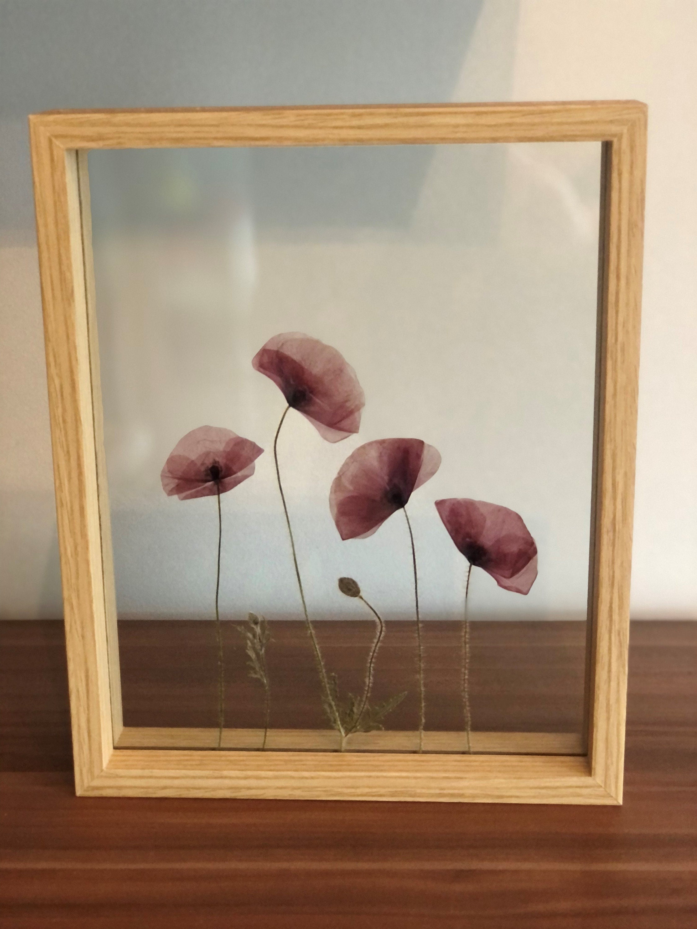 Herbier Fleurs Séchées et Pressée , Les Coquelicots