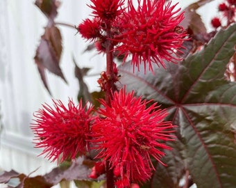 Red Castor Bean seeds (Ricinus carmencita) -free shipping