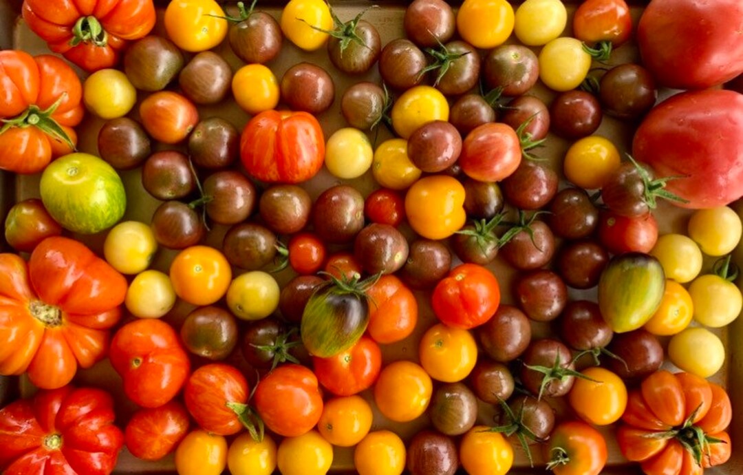 Heirloom Tomato Seed Collection Etsy Canada