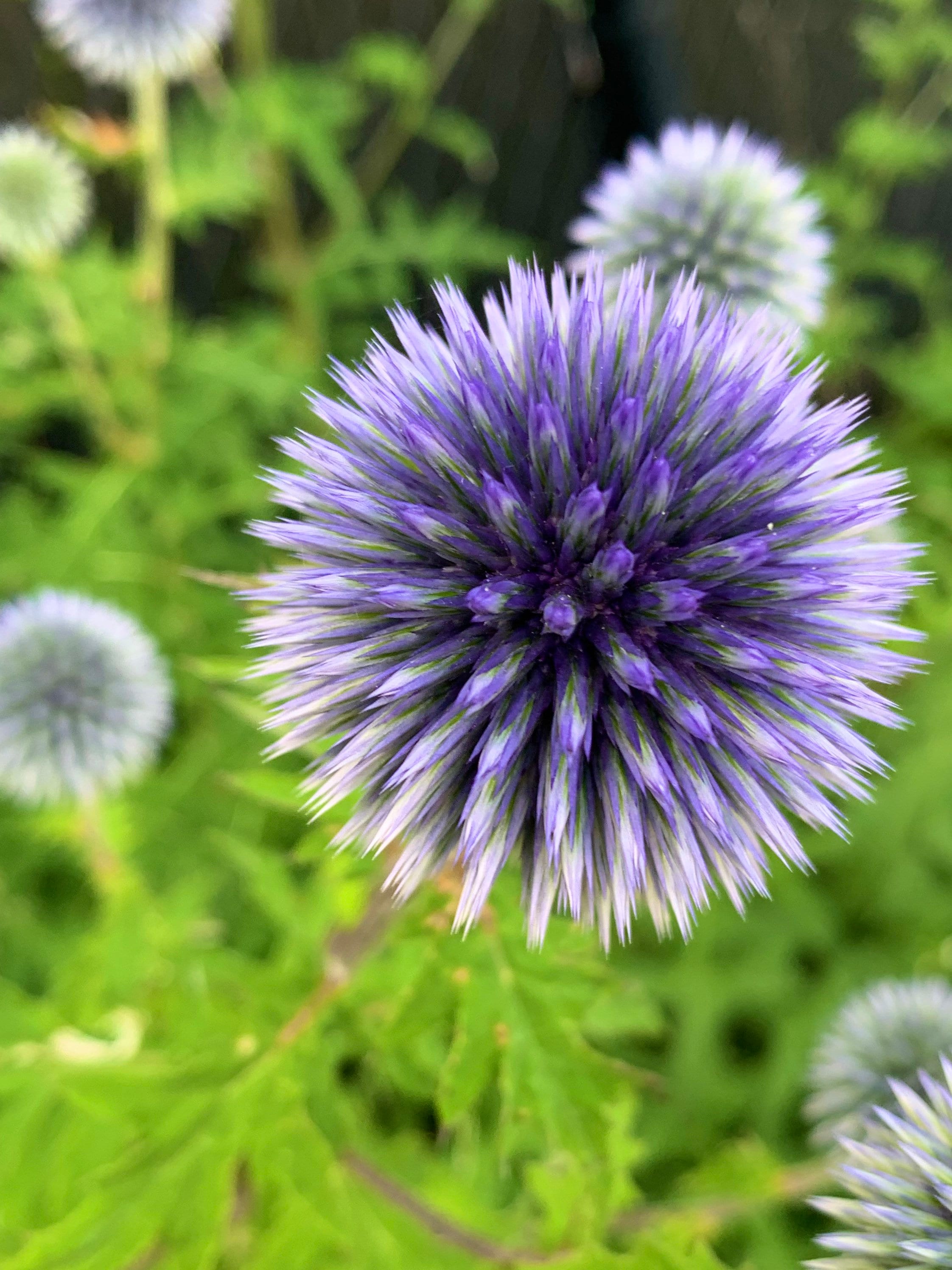 Blue Glow Globe Thistle Seeds echinops Bannaticus Etsy Canada
