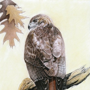 May include: A detailed pencil drawing of a red-tailed hawk perched on a branch. The hawk is facing to the left, with its wings folded and its tail feathers spread out. The background is a light yellow color, and there is a single brown leaf in the upper left corner.
