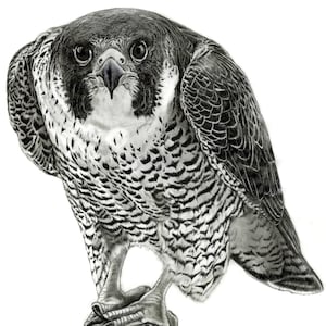 Peregrine Falcon drawing by wildlife artist Julie Anne Collier 8.5 x 11 Archival Print