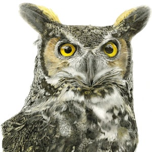 May include: A close-up of a great horned owl with yellow eyes. The owl has brown and gray feathers with a white patch on its chest. The owl is looking directly at the viewer.