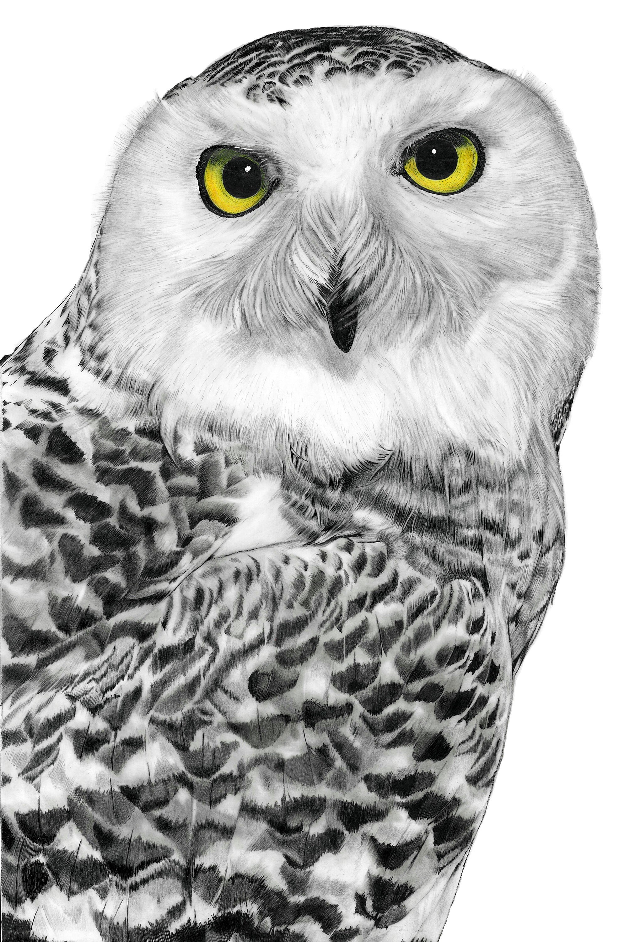 値下げ　アールビバン　版画　てぃんくる　SNOWY OWL ROBERT WILSON | KOOL/SNOWY OWL | Choice Works | 2020 | Sotheby's