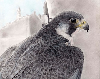 Peregrine Falcon Boston Custom House Giclee Print – Wildlife Art