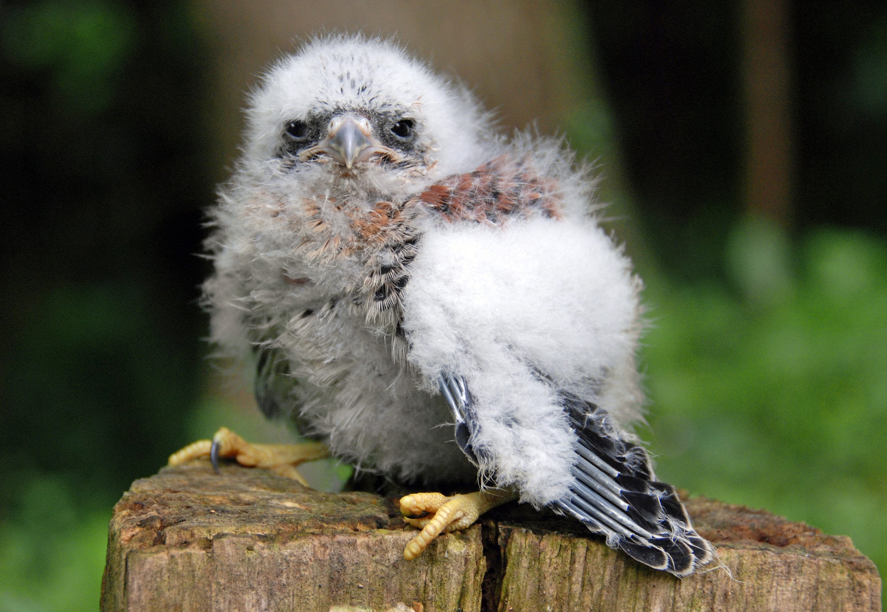Baby American Kestrel baby-american-kestrel