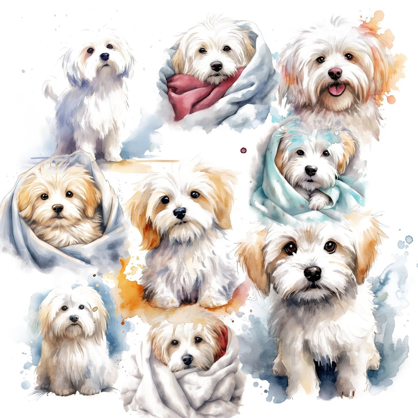 Coton De Tulear Clipart Pack 20 High Quality Pngs Digital Etsy