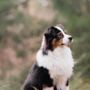 May include: A black, white, and brown Australian Shepherd dog sits on a tree stump in a forest. The dog is looking to the right of the frame.