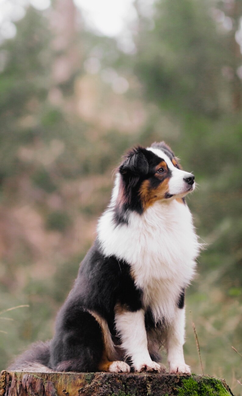 May include: A black, white, and brown Australian Shepherd dog sits on a tree stump in a forest. The dog is looking to the right of the frame.