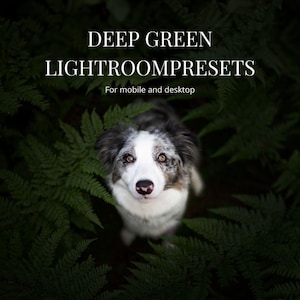 Könnte beinhalten: Ein Hund mit weißem und grauem Gesicht und braunen Augen blickt aus grünen Farnen nach oben. Der Text "DEEP GREEN LIGHTROOMPRESETS" steht oben, darunter "For mobile and desktop".