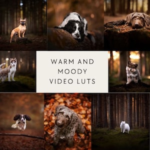 15 Warm and moody luts for Final Cut Pro luts, Film luts, Luts for Video, Cube luts, Adobe Premiere Pro, Video Presets, Video Editing