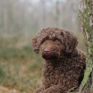 May include: A brown curly-haired dog sits by a tree in a forest. The dog has a soft, fluffy coat and looks at the camera with its head tilted.