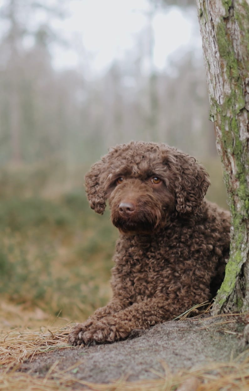 May include: A brown curly-haired dog sits by a tree in a forest. The dog has a soft, fluffy coat and looks at the camera with its head tilted.