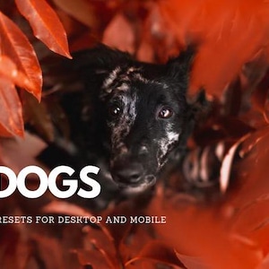 Puede incluir: Un perro negro y blanco con un pelaje manchado asoma desde detrás de un grupo de hojas rojas. El texto "DOGS" está en letras blancas sobre fondo negro, y debajo está el texto "PRESETS FOR DESKTOP AND MOBILE".