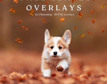 50 Fall leaves overlays for photoshop