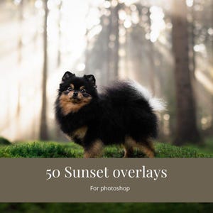 50 solöverlägg, realistiskt solljus i Photoshop, solskensöverlägg, solnedgångsöverlägg, solljusöverlägg i Photoshop