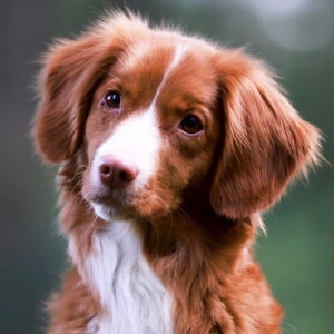 May include: A brown and white dog with floppy ears looks directly at the camera. The dog has a white patch on its chest and a white stripe down its nose.