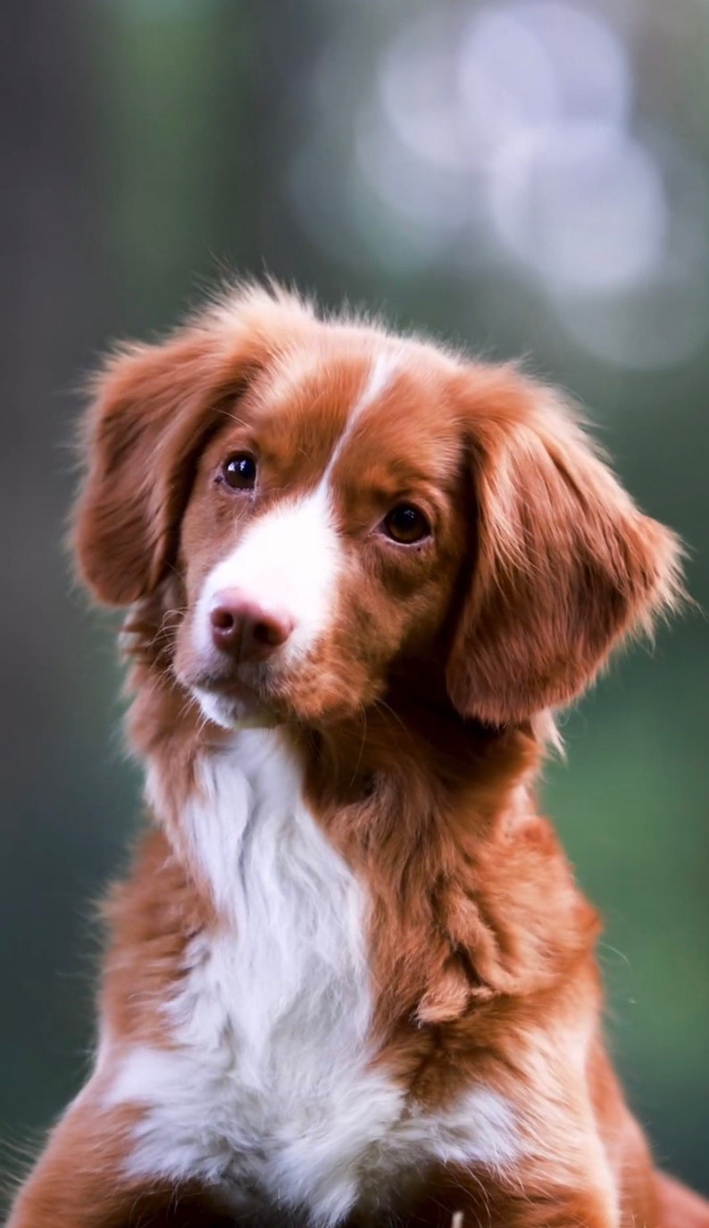 May include: A brown and white dog with floppy ears looks directly at the camera. The dog has a white patch on its chest and a white stripe down its nose.