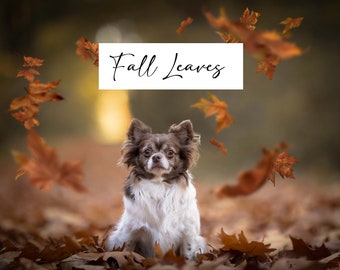 40+ Autumn Leaves Overlays - Photoshop Overlays - Fall PS Overlay - Autumn Background - PNG - Photography Overlays