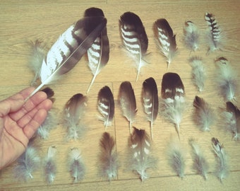 Set de plumas de ave rapaz diurna, buteo buteo