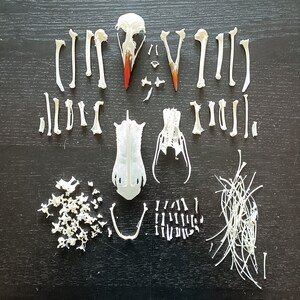 Atlantic puffin full skeleton