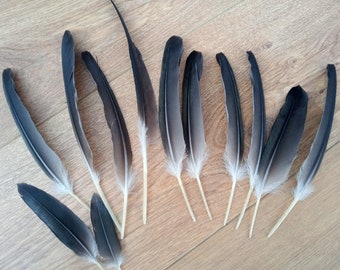 12 Plumas negras grandes de ave reales