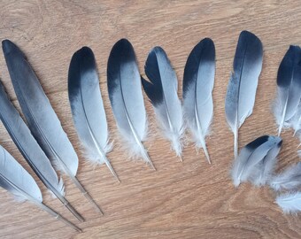 15 Plumas reales de ave bicolor para decoración, colección, manualidades