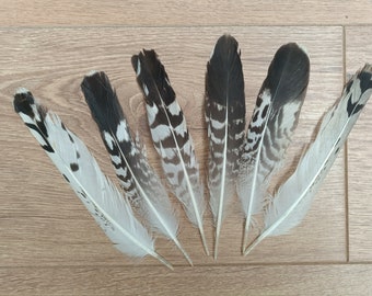 Set de plumas gaviota caudales